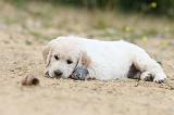 GOLDEN RETRIEVER 355